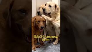 Acusaram o coitado do Tobias são tudo X 9😂😂😂 #pets #cachorros #dogs#labrador #cachorrosfofos