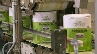 COMO se HACE la HARINA de TRIGO industrial🌾| Como se REFINA la HARINA de TRIGO