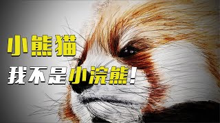 “你才是小浣熊，你们全家都是小浣熊！老子叫小熊猫！”【科普任意门】