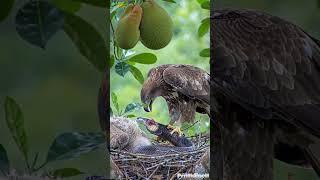 Epic Wildlife: Hawk Rips Snake to Feed Chicks