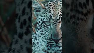 NOT Happy #leopard #wildlife #africa #intothewild #serengeti