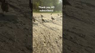 Wild Geese come right up to us.  #geeselive #beach #funny #wildlife #outdoors