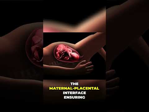 Revolutionizing Birth: The Future of Artificial Wombs