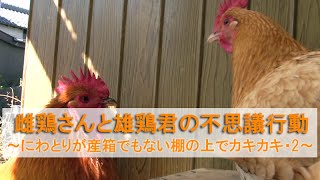 雌鶏さんと雄鶏君の不思議行動～にわとりが産箱でもない棚の上でカキカキ2～