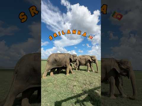 Beautiful Srilanka 🇱🇰🐘🌴 #srilanka #srilankatravel #visitsrilanka #ceylon #vlogs #shortsfeed