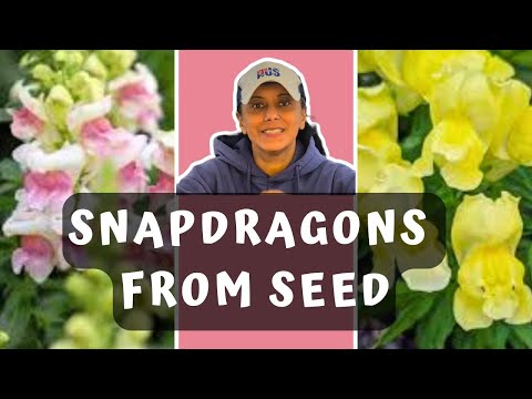 Sowing Snapdragon Seeds | Grow Snapdragons From Seed || Budget Gardening