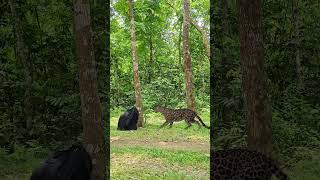 Leopard attack #126# #vfx #cheetah #virals #shorts