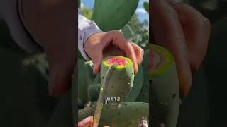 new fruit #shots #newvideo #newfoodvideo #viralviedo #newfruit #testy #fruit