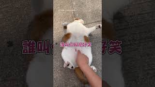 【喵星人】貓被搔癢欲反擊 卻胖到爬不起｜貓咪｜寵物｜毛小孩