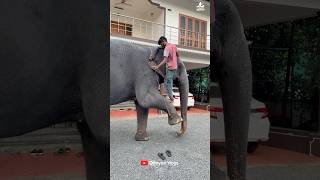 Don't walk here, I'll take you😘😘 I Kaveri Elephant Malappuram #aana #kaveri #shorts