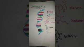 structure of R.N.A( biology).