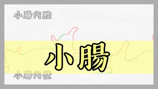4分鐘認識小腸︳食物消化︳內壁絨毛