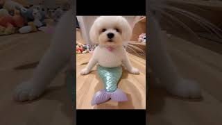 🧜‍♂️ Hope you have a good day #maltzu #pawfriends #fypシ゚viral #olafthemaltese #likeandsubscribe 🐾