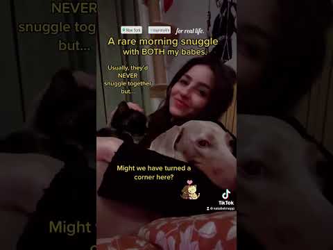 #morningroutine #snuggles #doglover #catlover #raremoments #comingtogether #furbabies #nyclife #nyc