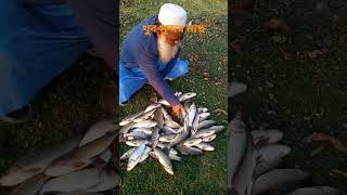 পুকুরের মাছ দেখতে যেমন সুন্দর তেমন মজাদারও #শিল্পীএকাডেমি #শিল্পী #ভাইরালআজিজুল #আপডেটইন্ডিয়াবাংলা