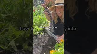 Termite problem