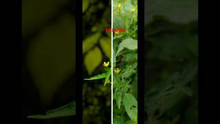 creative photography click tips and tricks VIVO V50 mobile #edit #nature #creative