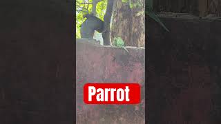 Parrot 🦜 Birds #short2025 #nature #youtubeshorts #love #birds #ytshortsindia #reels #trending #vlog