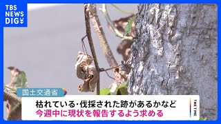 ビッグモーター街路樹問題　国交省が国道沿いの店舗調査を指示｜TBS NEWS DIG
