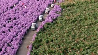 Aerial China: Farmers collect petals from the Chinese herbaceous peony| CCTV English