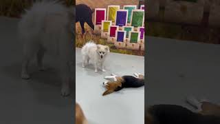 #barking #beagle #beaglepuppy #dogtraining #dog #mhdogtraining犬隻訓練 @MHDogTraining