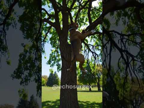 The Pitbull's Tree Challenge