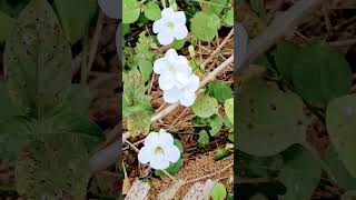 wonderfull page's of village nature part ≈4 #savenature #growtree  #flowers