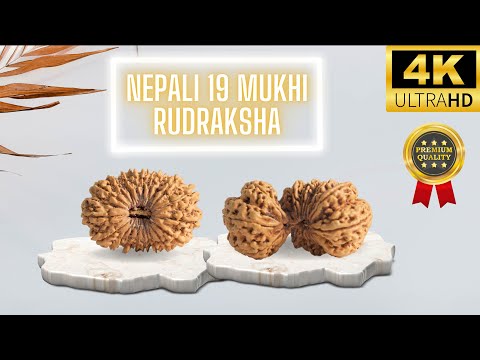 19 Mukhi Rudraksha From Nepal | Everything you need to know about this extremely powerful Rudraksha