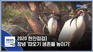 2020 현안점검] 창녕 '따오기 생존률 높이기' [MBC경남 뉴스데스크] 200115
