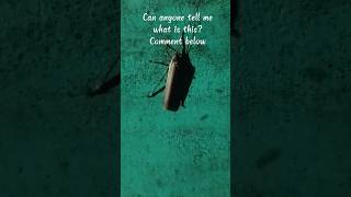 can anyone tell me what is this? #insects #animals #butterfly #buglife #insectsrule #stickinsect