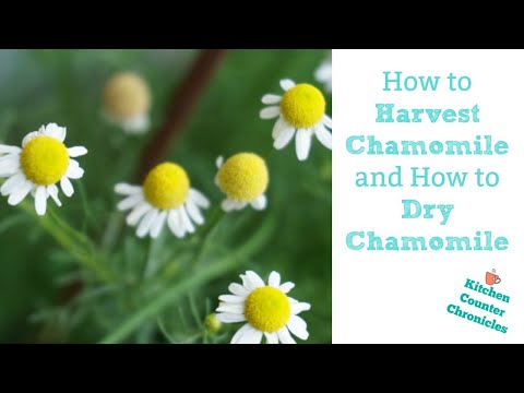 How to Harvest Chamomile and How to Dry Chamomile