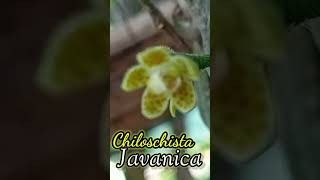 Chiloschista Javanica #orchid #anggrekmenghibur #flowers