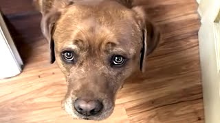 I adopted a failed service dog. His behavior might surprise you