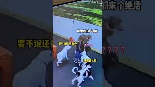 搞笑狗狗视频，狗狗的迷惑行为 精神小狗狗狗，狗狗萌趣视频 #short #shorts #animal #cute pet