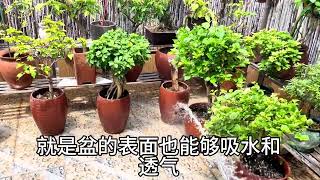 花园打理 #创作灵感 想要拥有一个美丽的花园