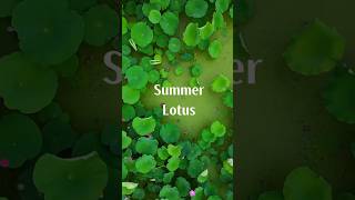 Summer lotus 夏日荷花  #meditationsounds #引導放鬆 #超級放鬆 #relaxingmusic