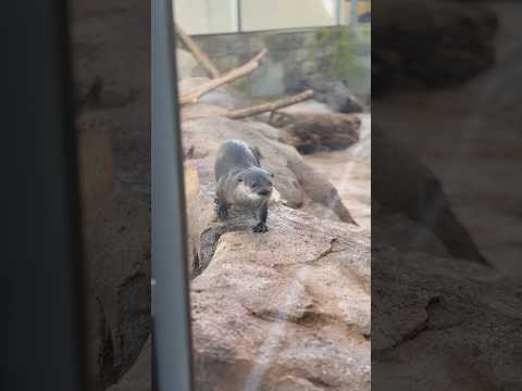 Silly otters #cuteanimals #otter #otters