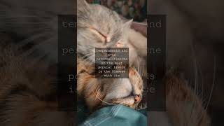 The Whisker Wizard Exploring the Fascinating World of Domestic CatsAs we gaze into the...