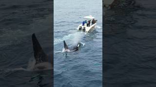 These killer whales got so curious! #whales #wildlife #shorts #fun #adventure #california