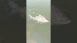 Biggest katla fishing
