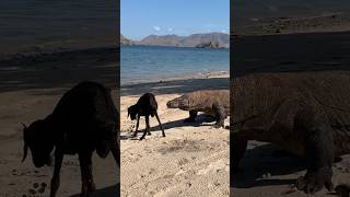 Wow Moment Komodo vs Goat😱😱😱