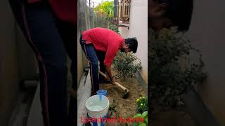 #Lockdown activity #Gardening #Marpoints ##Makaut
