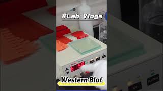 Cobetter Lab Vlogs: Western Blot part--with PVDF transfer membrane #shorts #vlog #science #cobetter
