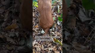 funny animal compilation 😂 #rofl #lol #funny #ytviral #animal