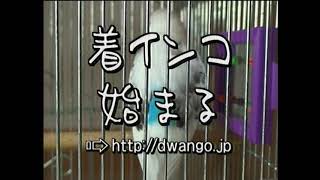 ドワンゴ　着インコ　鳥臭い CM　2006年