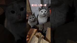 猫咪烤火TOP10！第3名脏兮兮的一家子好可爱❤️#cat #healing #cute  #cutecat #shorts