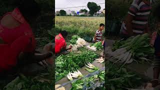 मूली की खेती में किसान का जुगाड़ देखिए मूली बिकेगी अच्छे दाम पर 🌱 #gharkikheti #farming #kheti