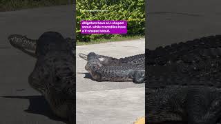 Crocodile and Alligator Fight in Everglades National Park 🐊 #science