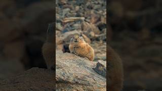 Challenging rabbit skills #animals #wildlife #natural #natgeowild #natgeotv