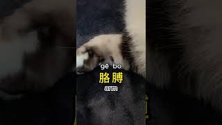 [body parts]in Chinese🐱|身体部位#说中文 #中文 #猫 #cat